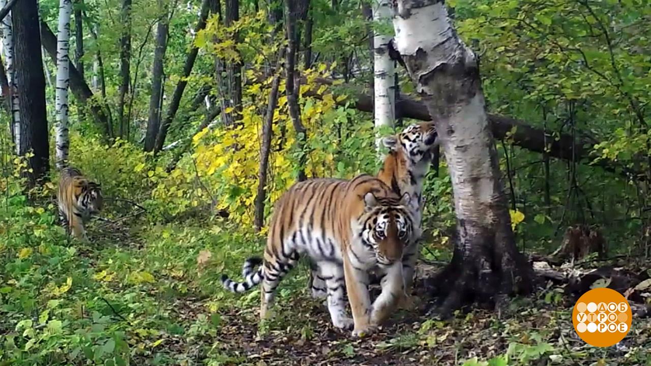 Край Приморский, заповедный... Доброе утро. Фрагмент выпуска от 20.10.2021