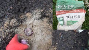 Защищаем посадки от мышей