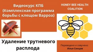 Удаление трутневого расплода как средство от клеща Варроа (КПБ)