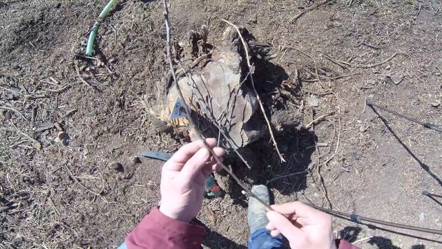 КАК привить ЯБЛОНЮ на АЙВУ за кору. Самый простой и легкий способ / СВОИМИ РУКАМИ
