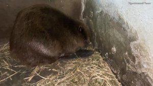 Бобры в Воронежском заповеднике