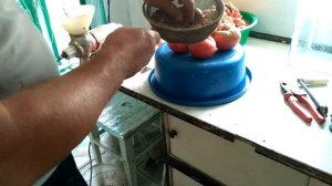 Как собрать семена из своих помидор !