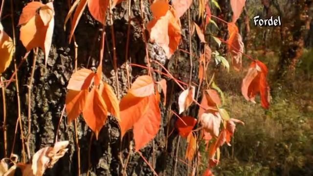 ландшафтный дизайн ЖИВАЯ ИЗГОРОДЬ Девичий виноград - girlish grapes garden decoration смотреть онлайн