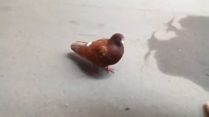 Голубок кашляет.