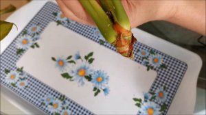 Развитие антуриума Кавалли (Cavalli) в течении месяца после обрезки