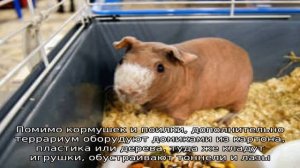 Морские свинки без шерсти Скинни и Болдуин