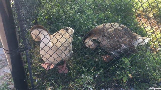 Prince Edward County Lavender Farm & The Big Apple | Canada Week 12 смотреть онлайн