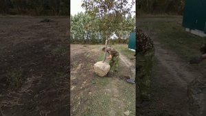 Упаковка кома земли Крупномера Декоративной Яблони за 2 минуты, с Закрытой Корневой Системой - ЗКС