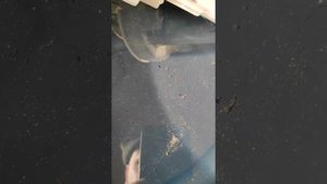 Когда в амароке рассыпаеца тнвд!!! вот что творица в баке!!