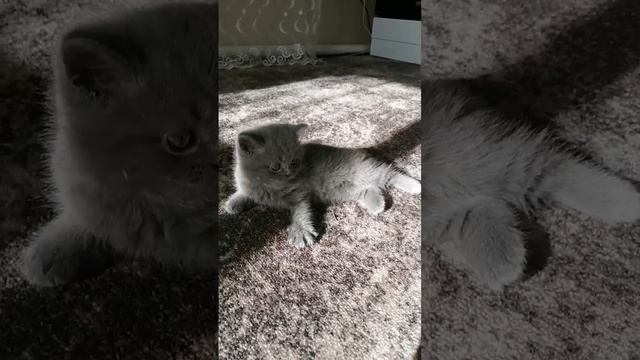 Британский котёнок?