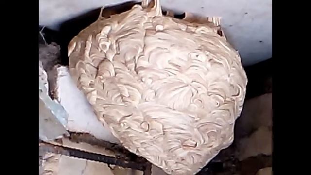 осиное гнездо в гараже смотреть онлайн