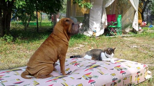 Шарпей Стефани на даче. смотреть онлайн