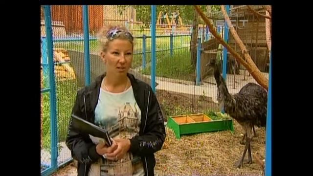 Стопроцентная акклиматизация В Братске поселилась пара страусов смотреть онлайн
