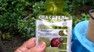 Новинка 2018. Обработка рассады Спасателем капусты 4 в 1