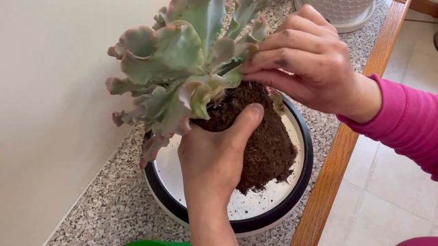 Trasplantando una Suculenta gigante🌸👩🌾🪴  #suculenta#trasplante#echeverias смотреть онлайн