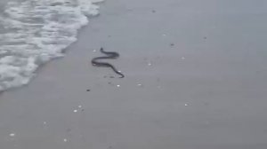 Змея в каспийском море на детском пляже