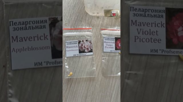 #пеларгонии ПЕЛАРГОНИИ ИЗ СЕМЯН ПОСАДКА #изсемян #наизнанку #посадка #пеларгония #пеларгонияизсемян смотреть онлайн