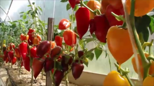 Сладкие перцы!  Финальная панорама 2018 года!