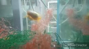 Нерест золотых рыбок