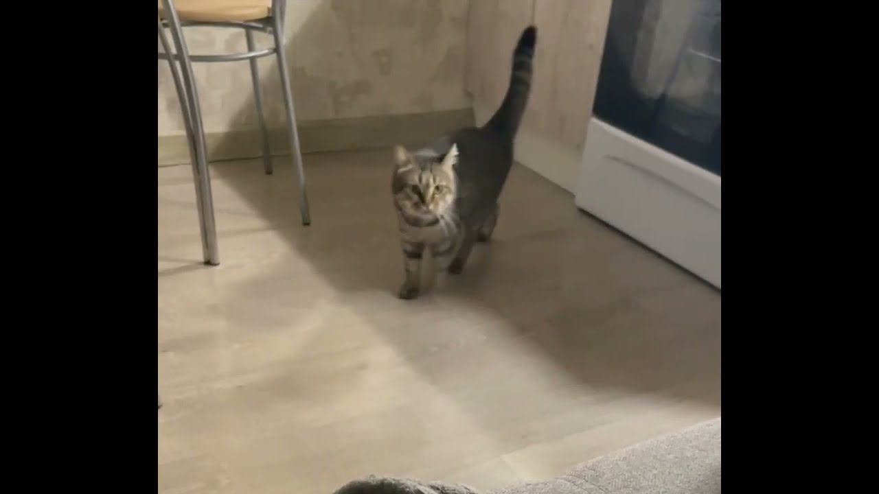 Птоломей дома