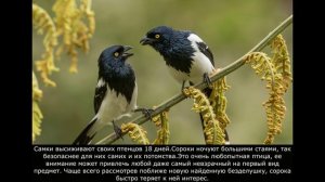 СОРОКИ
