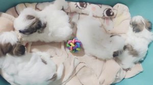 Щенкам ши-тцу 41 день 🤗/Shih Tzu Welpen sind 41 Tage alt #шитцу #украина