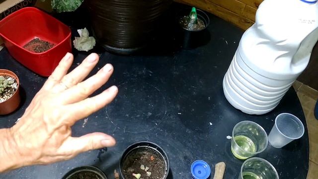 Como propagar Titanopsis calcarea por cortes + enraizamento смотреть онлайн