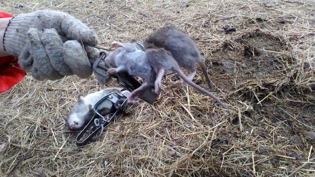 Охота на крыс пугает и продолжается.Две крысы в одном капкане. смотреть онлайн