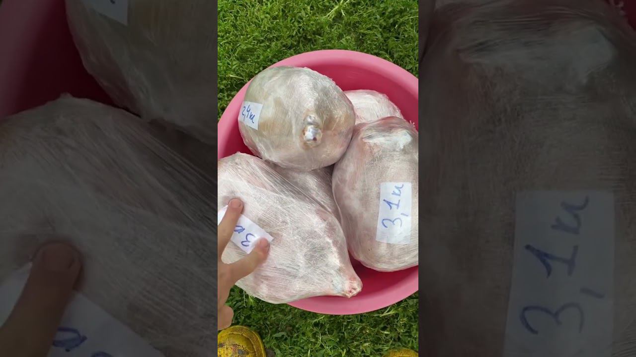 Итоги выращивание бройлеров мясо смотреть онлайн