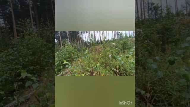 video5359811889087928450