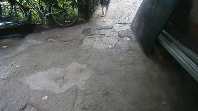 Вео черный кобель Атаман. смотреть онлайн