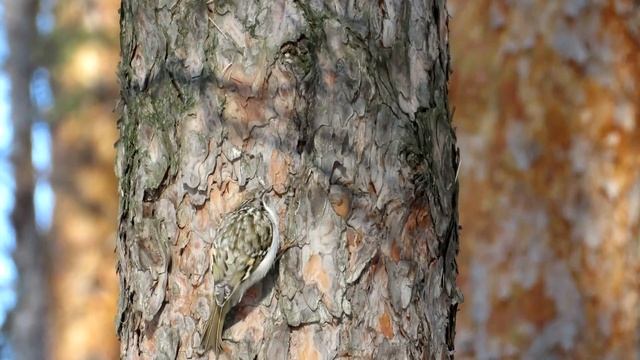 "Только вверх" шустрая птичка Пищуха смотреть онлайн