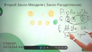 Как решать задачи на законы Менделя?