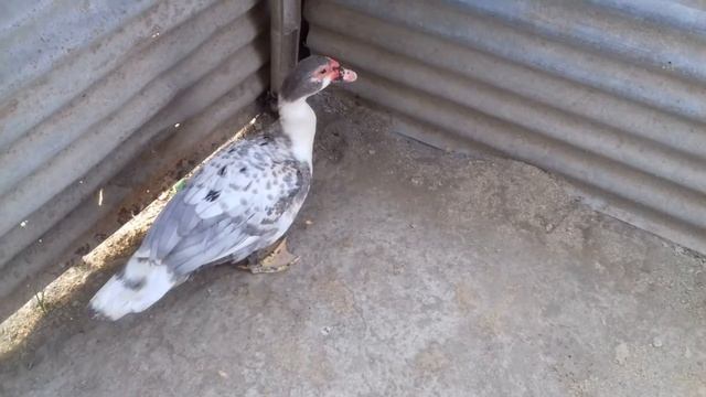 ENTOK DRAGON BATIK смотреть онлайн