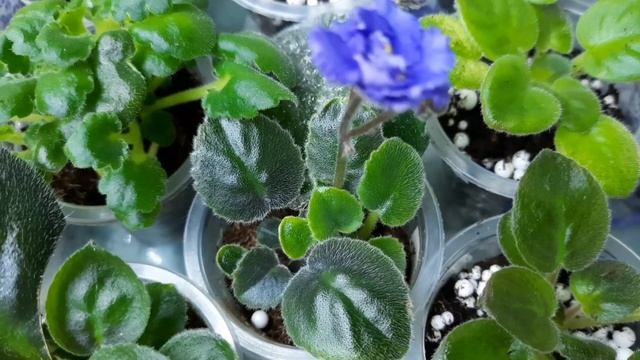 Как упростить уход за фиалками, за листьями, детками, стартёрами и взрослыми растениями! Мой опыт! смотреть онлайн