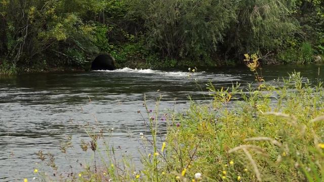 ЗАГРЯЗНЕНИЕ ЕНИСЕЯ В САМОМ ЦЕНТРЕ КРАСНОЯРСКА