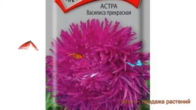 Астра обыкновенная Прекрасная (prekrasnaya) ? Прекрасная обзор: как сажать, семена астры Прекрасная смотреть онлайн
