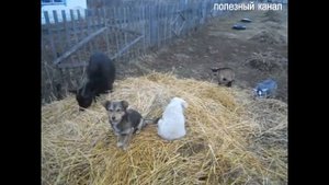 ✅Выращивание и кормление козлят ✅ Как и чем кормить козлят?