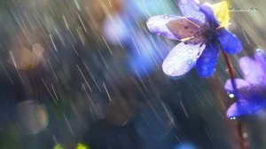 Sarah Brightman - Scene d'amour - TENDERNESS - НЕЖНОСТЬ // @RatianaGR