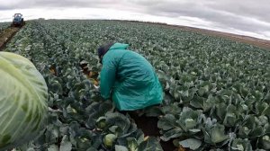Капуста Гальватрон F1. #cabbage #семена #агроном #агроновости #овощи #seminis