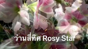 Favorite Amaryllis  ว่านสี่ทิศที่คนชื่นชอบ EP1 #RosyStar