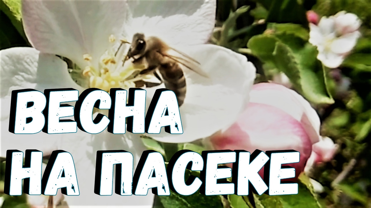 Весна на пасеке