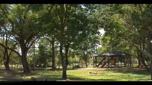 Плащ плащеносной ящерицы