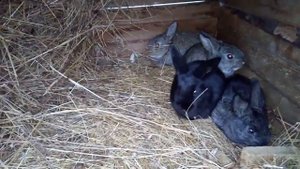 Второй эксперимент. Скрещивание обычной самки с самцом породы Калифорния.