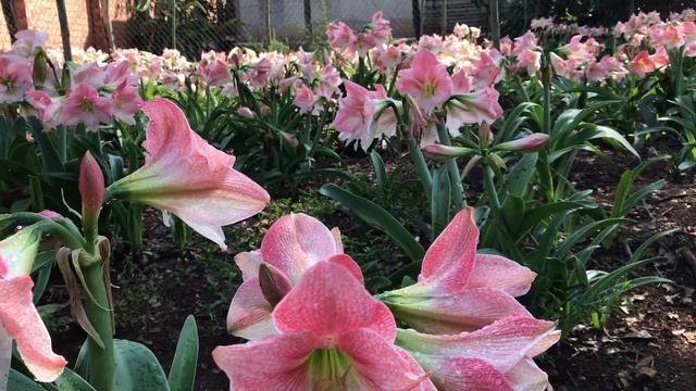 Lan Huệ Hồng Đào nở tại Lâm Đồng /Apple blossom amaryllis #lanhuehongdao 0976 094 094 смотреть онлайн