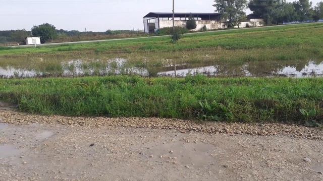 Гостагаевская. 20 августа. Опять топит.