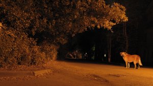 БЛЮЗ ЖЁЛТОЙ СОБАКИ. Видеозарисовка Андрея Баженова.