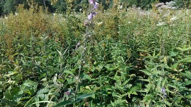 Дербенник. Плакун трава. смотреть онлайн