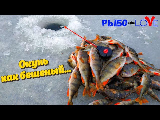 Окунь на мормышку. КЛЕВ КАК ИЗ ПУЛЕМЕТА