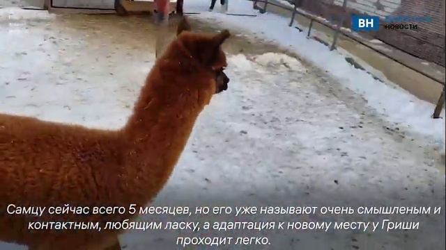 Воронежский зоопарк показал играющего в снегу альпака Гришу смотреть онлайн